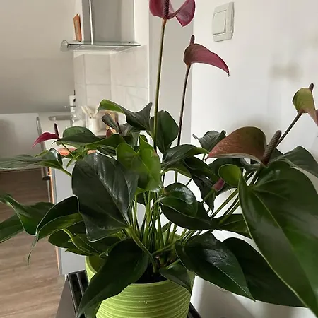 Delfin Apartment